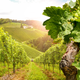Image for article titled ‘The Kings of Napa’ Premieres on OWN in January